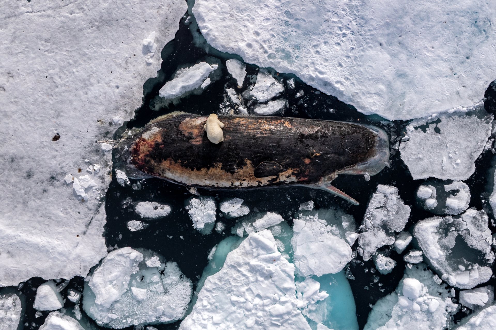 Polar Bear on Sperm Whale